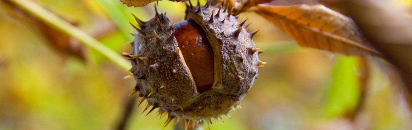 BONKERS FOR CONKERS