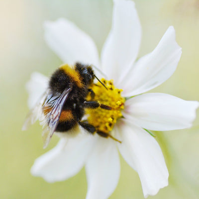 WE HAVE BEES!