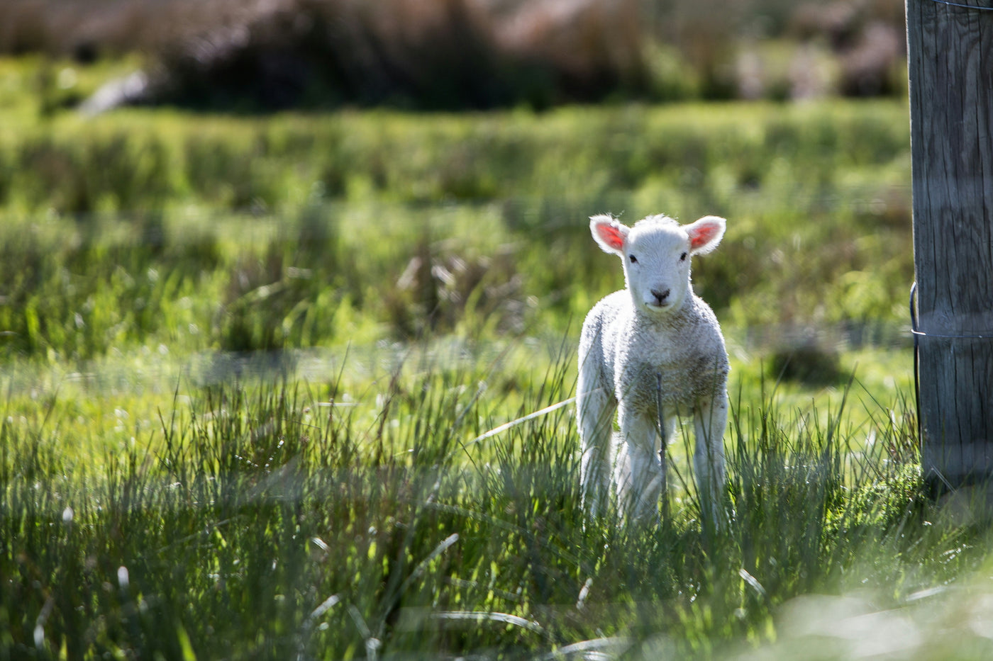 THE SCENT OF SPRING