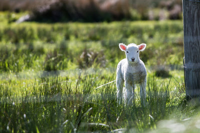 THE SCENT OF SPRING