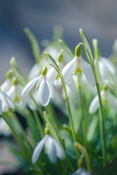 SNOWDROP SEASON