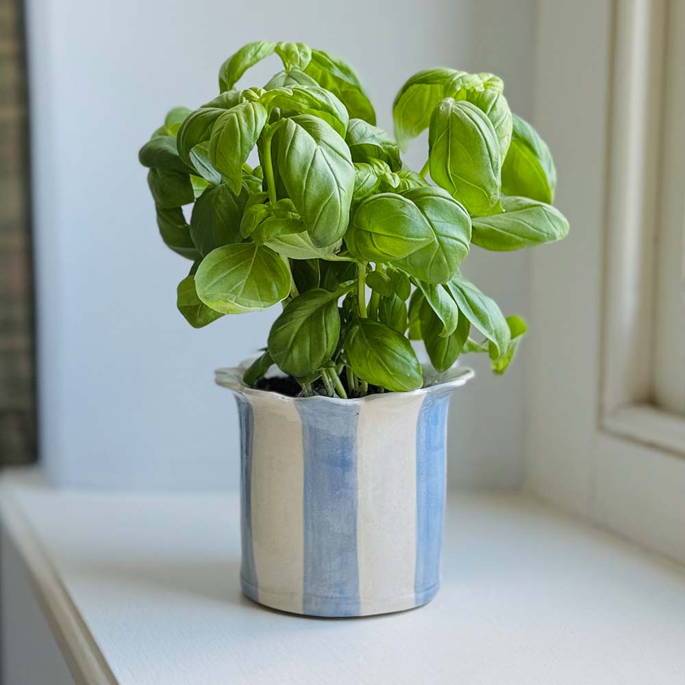 Stripy Planter - Blue