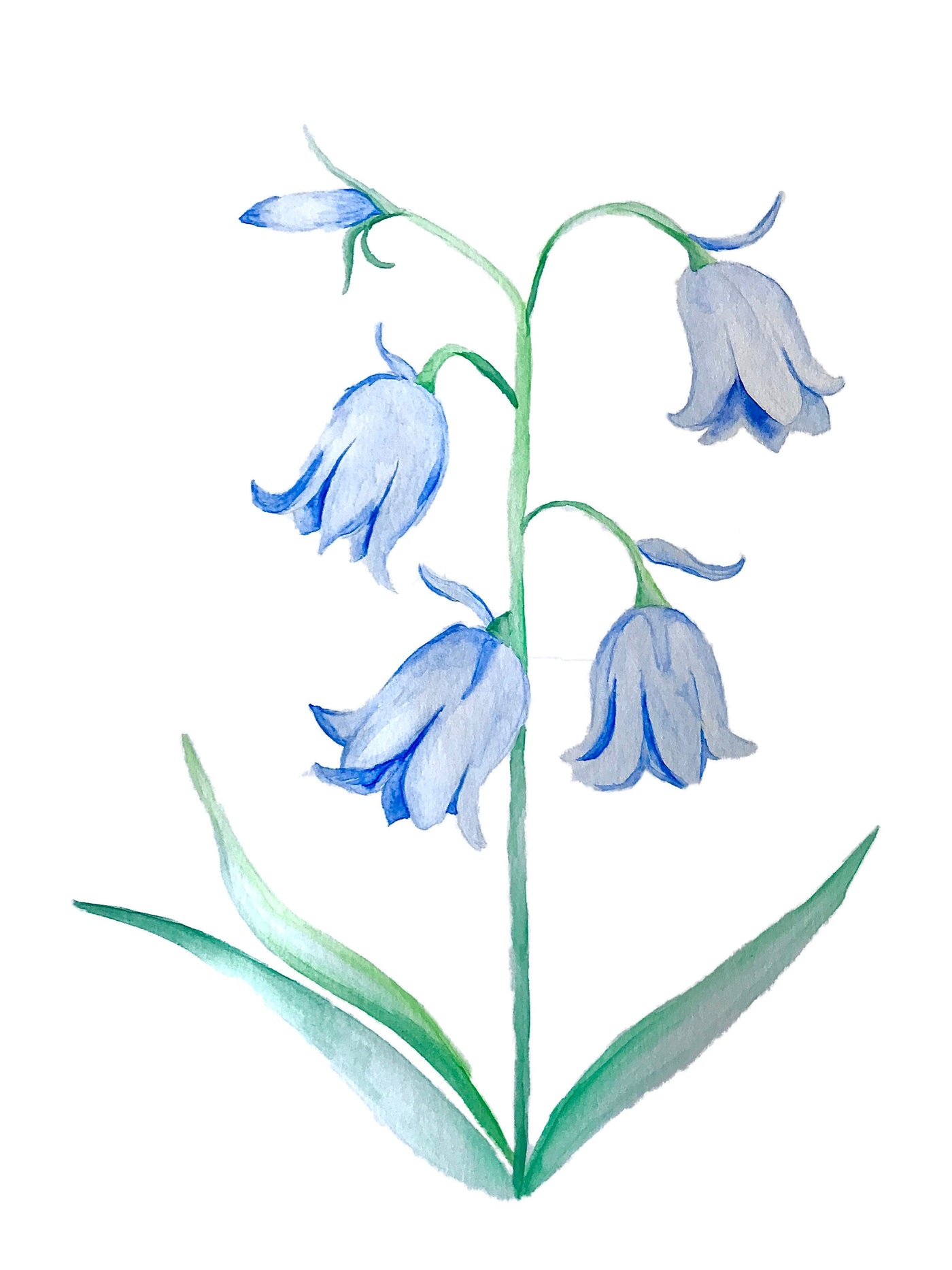 Original Artwork - Bluebell