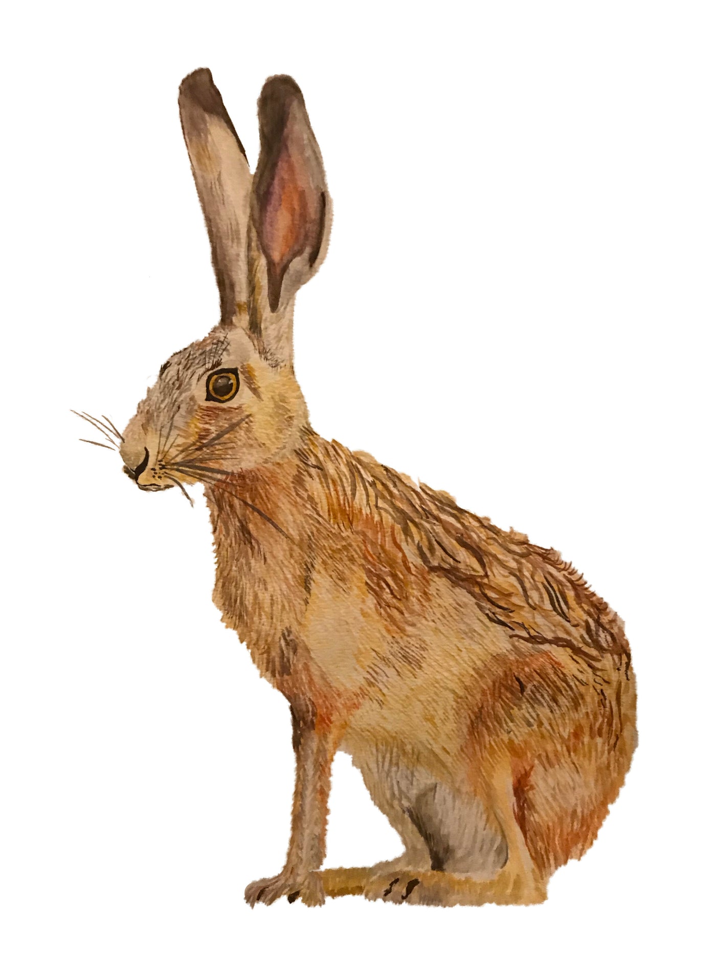 Original Artwork - Hare